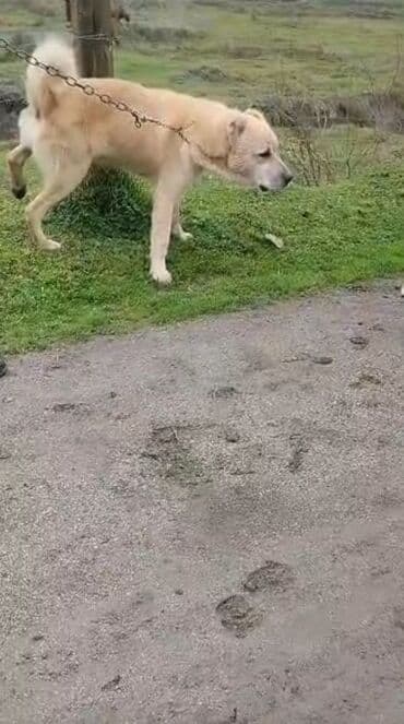 cins ineklerin satisi 2018: Alabay, 5 il, Erkek, Cütləşmə üçün, Ünvandan götürmə — 5