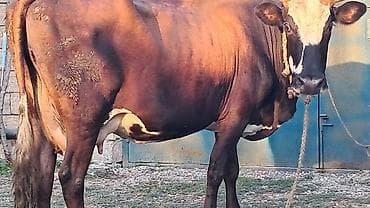 kreditle heyvan satisi: Üçüncü qarına dörd günlük smental erkək balası yanında danası süni — 2