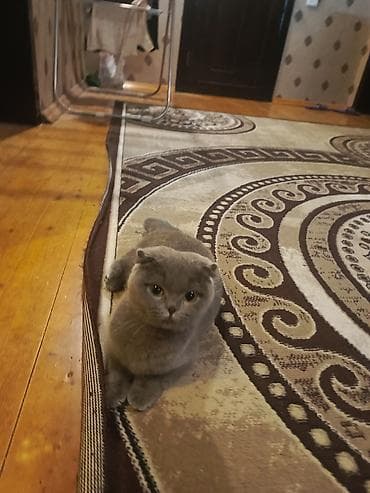 Şotland yastı qulaq