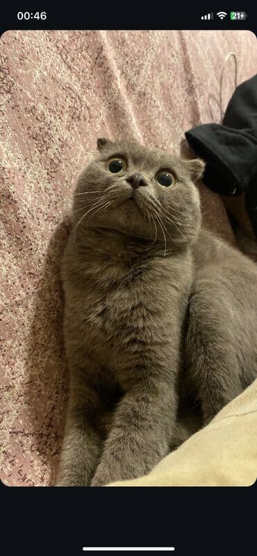 pişik dişi: Şotland, Dişi — 3