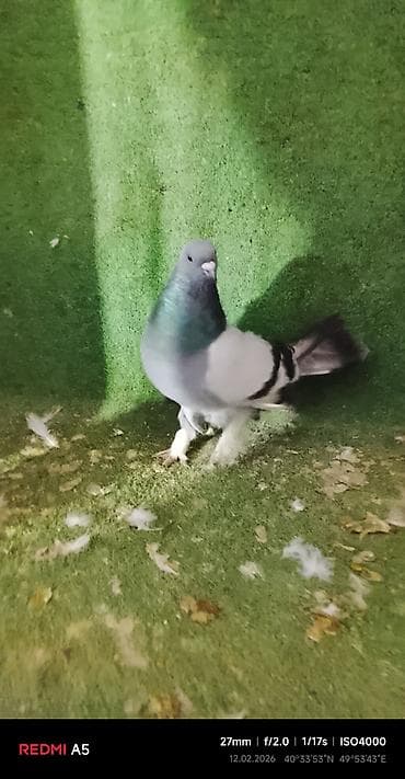 turac quşu: Salam taklalar satılır. erkek maya cütü 50 azn — 5