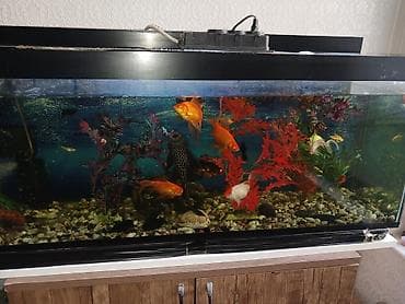 akvarium dekor: Salam. 21 ədəd balig akvariumnan bir yerdə satilir. Əlagə nömrəsi 050 — 3