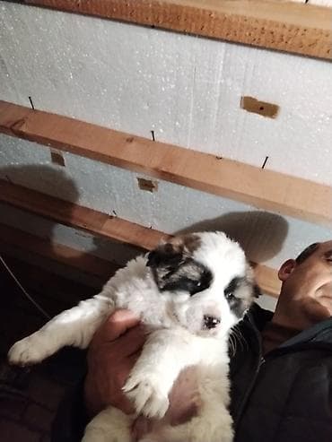 Qurdbasar, 1 ay, Erkek, Ödənişli çatdırılma lalafo.az -da Qurdbasar, 1 ay, Erkek, Ödənişli çatdırılma