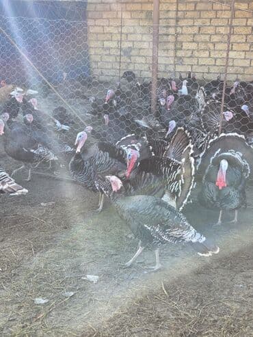 Gəmiricilər: Erkək, Ətlik, Ödənişli çatdırılma — 2