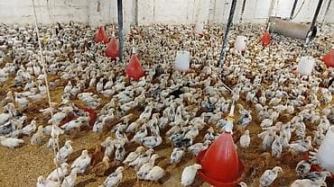 cücə fermasi: Toyuq cücələri, Ətlik — 2