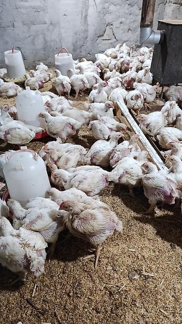 Toyuq, Broyler, Ətlik