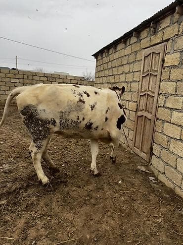 balaca it ucuz: 2 yaşı var. Doğmayıb. Boğaz deyil. Çox iri heyvandır. Hündür və — 1