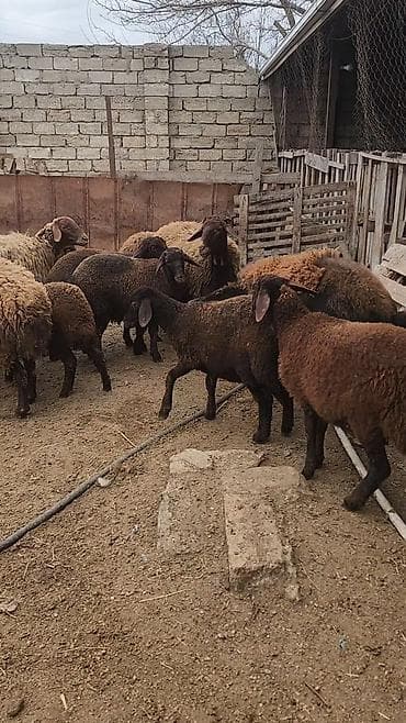 Heyvanlar üçün mallar: Qoyun sürüsü – yerli ətlik/qarışıq istiqamət Məhsul təsviri: - — 3