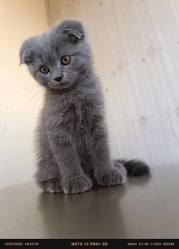 mingəcevir pişik: Britan — 10