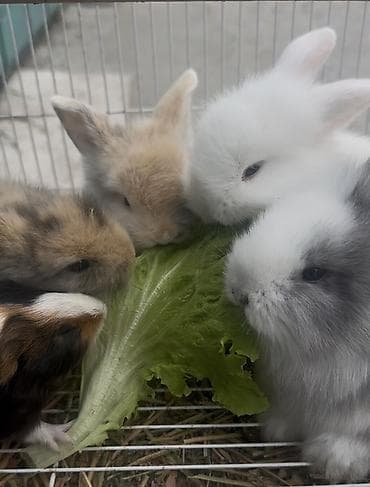 Holland mini loplar 1 ededi 50 manat cidi alan adamlar əlaqə