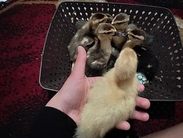 lavanda ördək: Macar lavanda lal ördək sağlamdırlar . 6günlük mayalanıb vitaminləri — 1