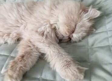 pişik şəkili: Xüsusi şirin görünüşlü, uzun tüklü, “flat face” tipli pişik — 4