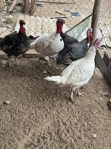 Toyuqlar: Salam kanada sortlari olan hindusklar satilir 4 erkek 1 eded disi — 4