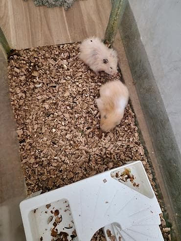 it heyvan: Heyvan: Hamster (2 ədəd) Cins/Tip: Suriya (qısa tüklü krem-ağ ləkəli) — 1