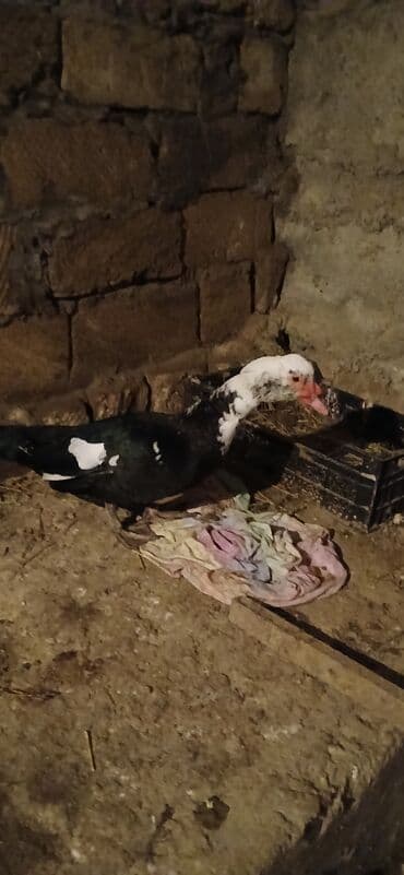 Balıq: Erkək, | Lal ördək, Ətlik — 3