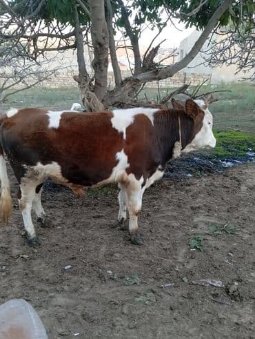 dovşan satışı: Dana, buzov, Erkək, Simental, ay: 1, 220 kq, Damazlıq — 2