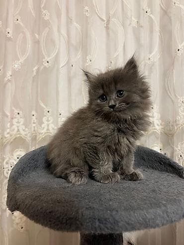 Sinsila balasidi qurd dermani verilib qum terbiyesi var oynagan