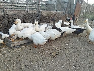 quşlar goyərcin: - Ev təsərrüfatında ətlik və yumurtalıq yetişdirilmə — 8