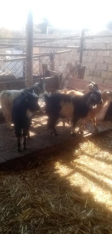 keci satanlar: Salam saglam arpa yonca yeyen çəpişlərdi real alıcılar zeng vursun tek — 4