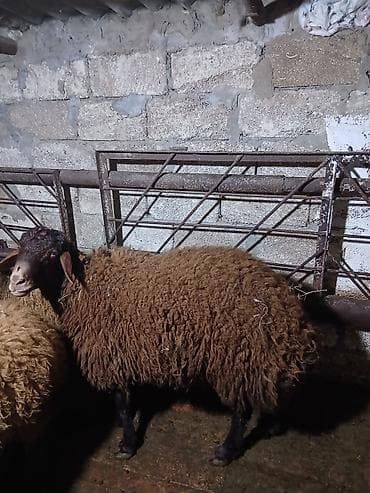 Pişiklər: Salam ərkey toğludur təmiz qızıl qulaq cinsidi damazdığ saxlanılası — 1