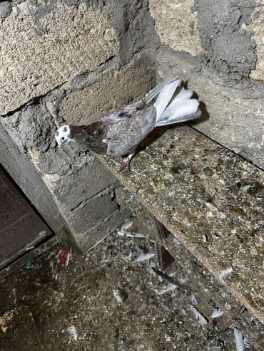 göyercin yuvası: Salam 18.19 quwdi hamsi tam sağlamdi oz quwdarimdi isimle elaqeder — 3