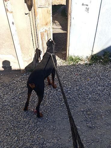 haski itləri: Doberman, 1 il, Erkek, Ünvandan götürmə — 8