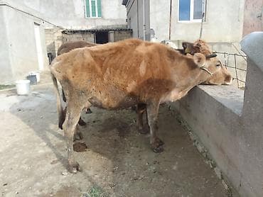 simmental inək satılır: Dişi, il: 4, 100 kq, Südlük, Ünvandan götürmə, Ödənişli çatdırılma — 4