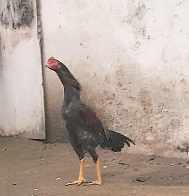 cins it: Salam, Heyratı kül beçə satılır. Cinsi brazil, 7 aylıqdır. Təzə bana — 3