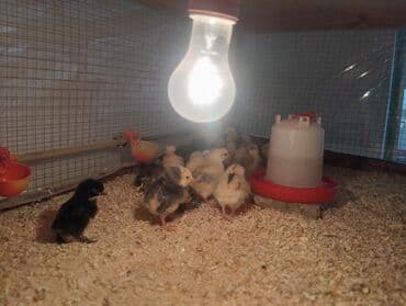 Toyuq cücələri, Damazlıq, Rayonlara çatdırılma, Ünvandan götürmə, Pulsuz çatdırılma