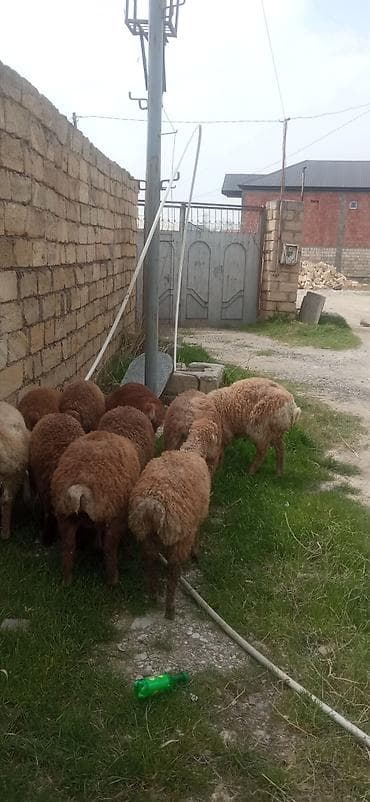 ag at satilir: 12 kilodan 15 kiloyacan var razılaşmaq olar — 1