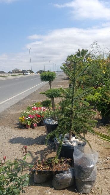 gubrə satışı: Torf gubreside satilir 300 den cox alsaz endirim veya catrlma olacaq — 1