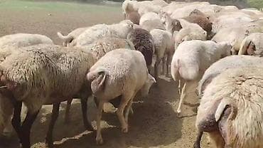 sudluk inek satilir: Dişi, il: 1, Damazlıq, Pulsuz çatdırılma — 3