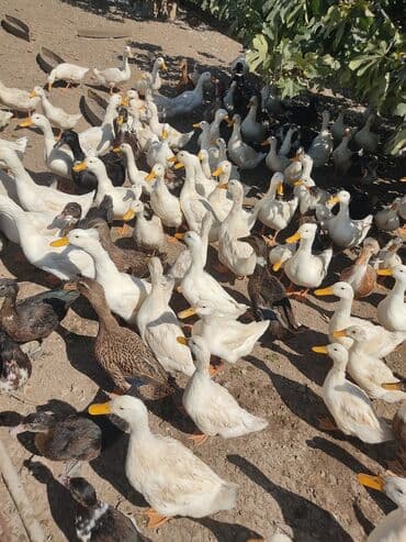 etibarli əllərə verilir: Ferma şəraitində böyüdülmüş sağlam ev ördəkləri. Bu ördəklər həm ət — 2