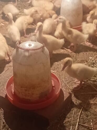 Məhsul: Ördək balaları Təsvir: Salam Quban ördek etlik və Yumurtlaq