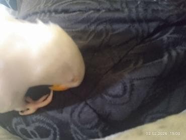 Птицы: Elle beslenib yeme dusub ful el qusudur qeti dislemeyi yoxdur insana — 3