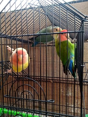 akvarium altligi: Sevgi quşlari Sevda papağanı (Lovebird) cütü və qəfəs Təsvir: - — 5