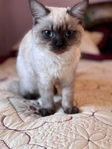 Quşlar: Siam, Erkək, Yaxşı əllərə — 3