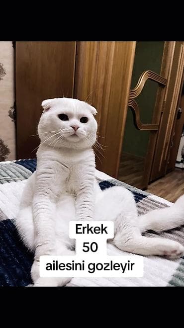 heyvan it: Şotland yastı qulaq, Erkək, Yaxşı əllərə, Ödənişli çatdırılma — 1