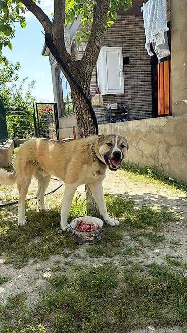 xasqi iti: Volkataf iti Təmiz qandır Arxa ayaqları 7barmaqdı 11aylıqdır — 3