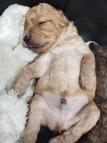 Pudel, 1 ay, Ödənişli çatdırılma