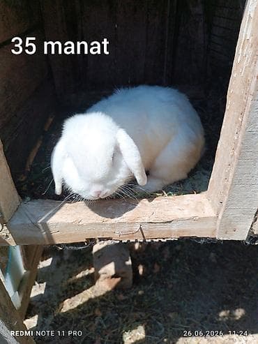 dovşan geyimi: 6 dənə 1 ay 18 günlük biri 8 manata İstiyən olsa karlik də var ağ — 8