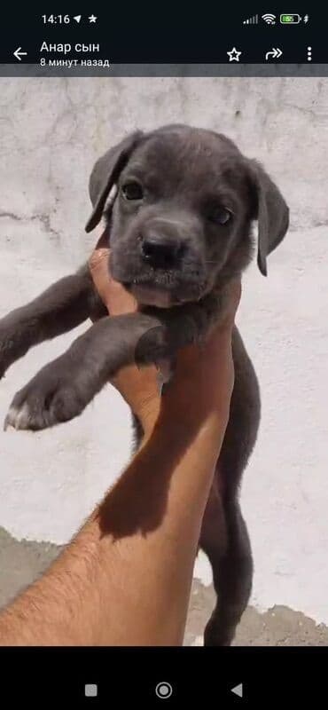 itler bala: Kane-Korso — 4