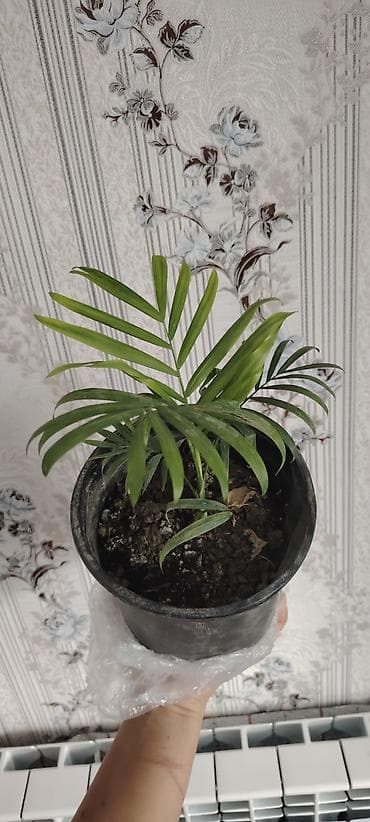 Palma 5, fikus lyrata 8,alpiniya 6 azn Məhsul: Daxili dekorativ