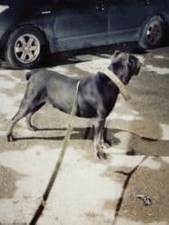 xarkov toyuq yumurtası: Kane-Korso, 2 il, Erkek, Peyvəndli, Ünvandan götürmə — 17