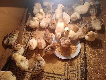 sanen keçi: Hinduşka cücələri – müxtəlif rənglərdə, sağlam və aktiv bala quşlar - — 2