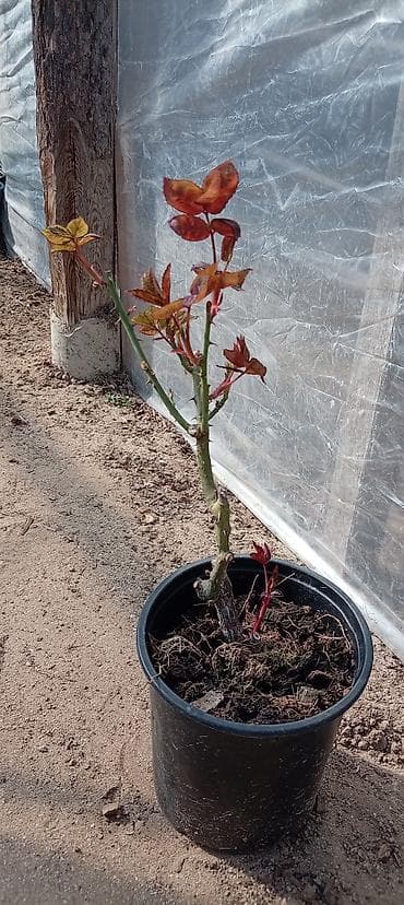 yuxuda gul ekmek: Qızılgül şitilləri – dibçəkdə, istixana yetişdirilməsi Məhsul: - — 3