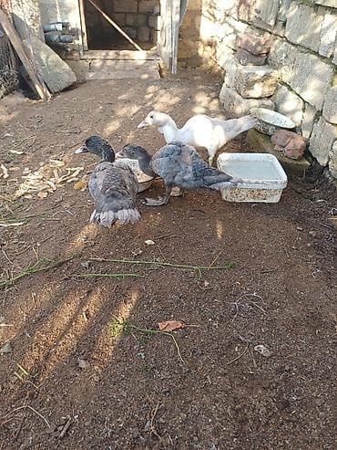 at şəkilləri: Erkək, | Macar, Damazlıq, Ünvandan götürmə — 4