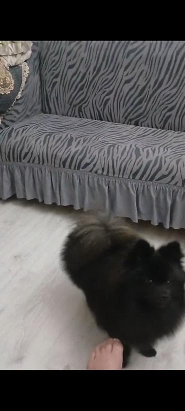 şpitz itlər: Şpitz — 8