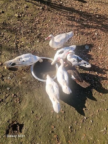 ev itləri ucuz: Muscovy ördəkləri (indo-ördəklər) Lal ordekler satilir erkey 20. disi — 4