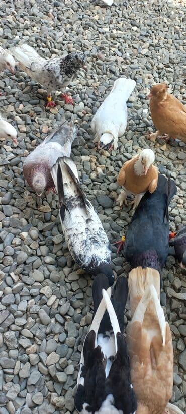 göyercin yuvası: Məhsul: Qüvvətli uçuş və baxımlı görünüşə malik ev göyərçinləri — 28